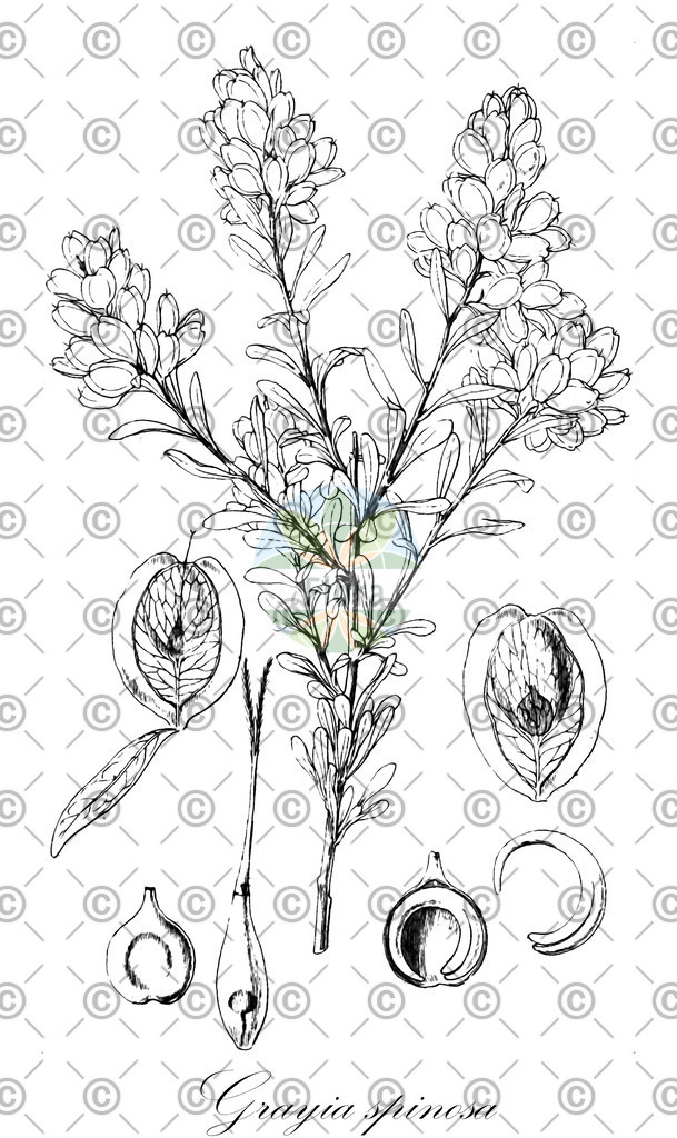 HistAbb_wfo-0000708814_1_ENZY_Simple | Historische Abbildung von Grayia spinosa - Amaranthaceae | Historical Illustration of Grayia spinosa - Amaranthaceae