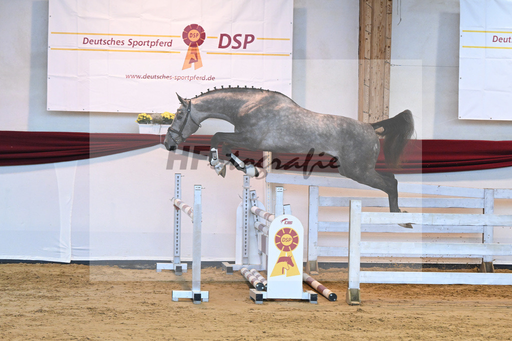 Kat-Nr. 27 v. Eras Ste Hermelle_Gestuet Vogt_66221376 | hf-fotografie - Realisiert mit Pictrs.com