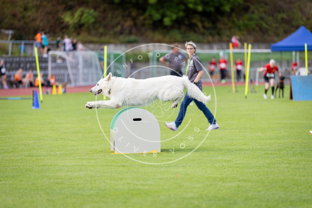 Pfotenfotografie_DV3A3119 | Hundefotografie, Tierfotograf, Pfotenfotografie, Fotoshooting Hund, Hunde Portrait, Hundesport, Hundeportraits, Heideshooting, Hunde, Sportfotograf, Hundefotograf, Turnierhundsport, THS,  - Realisiert mit Pictrs.com