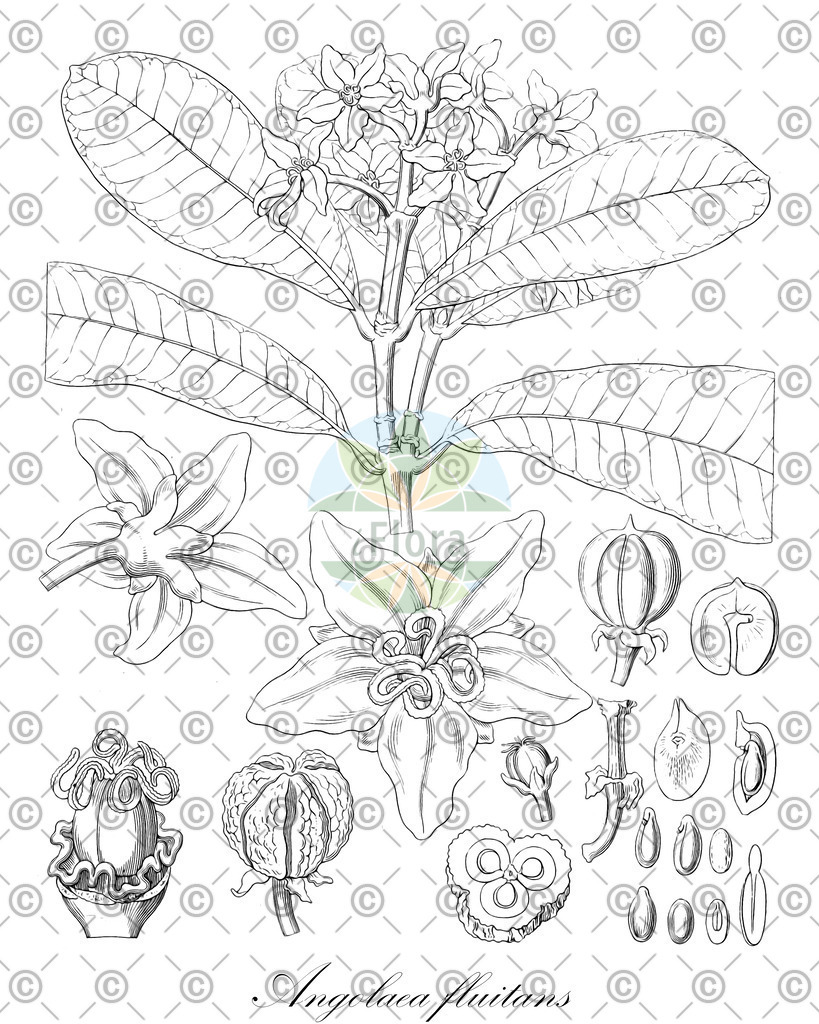 HistAbb_wfo-0000536542_105_ENZY_Simple | Historische Abbildung von Angolaea fluitans - Podostemaceae | Historical Illustration of Angolaea fluitans - Podostemaceae
