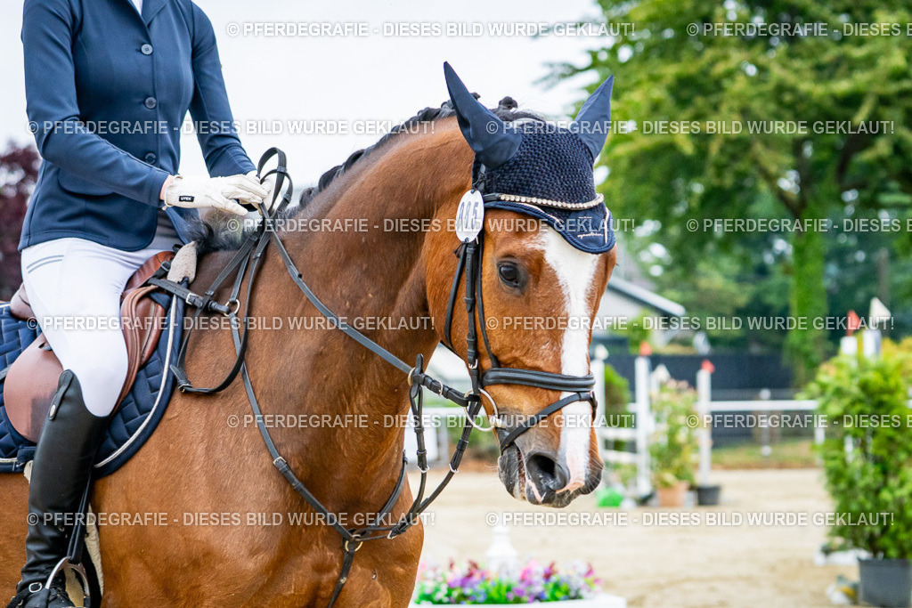 DSC02055 | Pferdegrafie