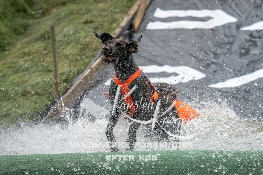 1221_ZZ94737 | kk-dogfotos