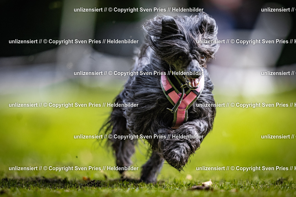 Sven Pries | 2025-10-03 - Hunderennen Obergrombach - Realisiert mit Pictrs.com