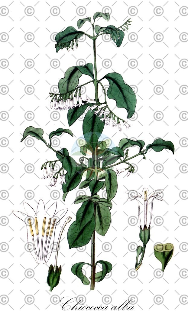 HistAbb_wfo-0000830265_1_ENZY_Simple | Historische Abbildung von Chiococca alba - Rubiaceae | Historical Illustration of Chiococca alba - Rubiaceae