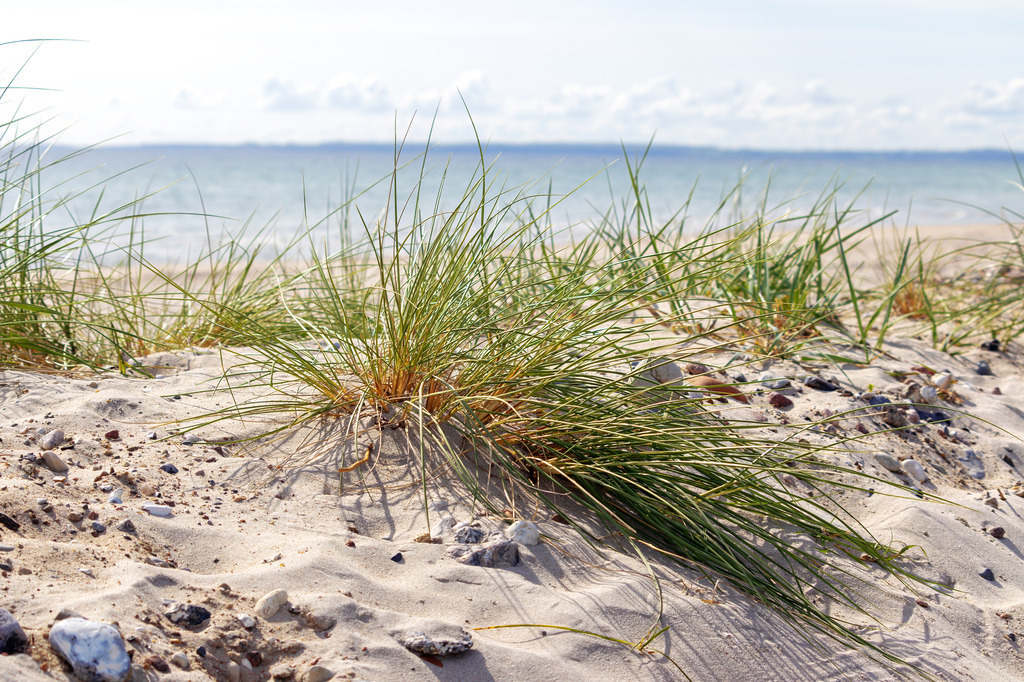 Wandbild: Strandhaferträume – Die sanfte Seite der Küste | Dieses Wandbild fängt die ruhige und natürliche Schönheit der Küstenlandschaft perfekt ein. Auf dem sandigen Boden wachsen dichte Büschel von Strandgras, die sich sanft im Wind wiegen. Die Mischung aus Sand, kleinen Kieseln und der weitläufigen Wasserfläche im Hintergrund schafft eine harmonische Verbindung zwischen Land und Meer. Der wolkige Himmel verstärkt die natürliche Atmosphäre und verleiht der Szene eine beruhigende Weite. Die sanften Farben und die natürliche Struktur der Halme schaffen eine entspannte und wohltuende Bildwirkung. Ideal für Wartezimmer, Behandlungsräume oder Empfangsbereiche, um eine stressfreie Atmosphäre zu fördern. - Realisiert mit Pictrs.com