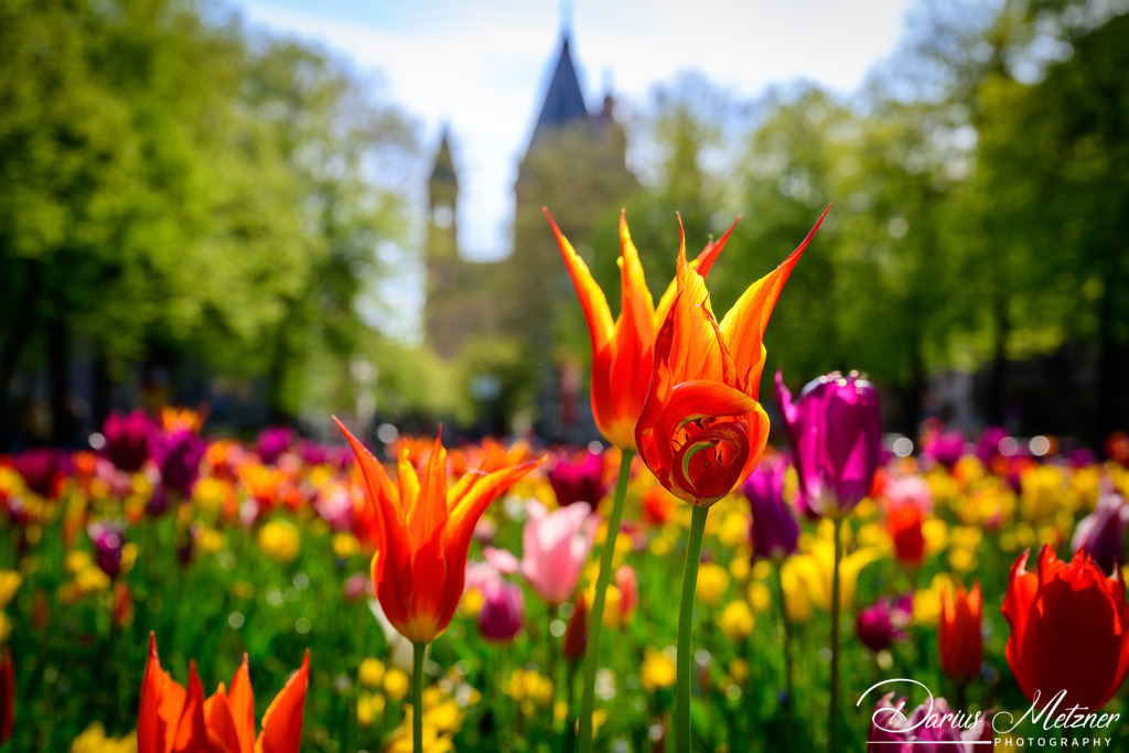 Blumen am Fischtorplatz in Mainz | Blumen am Fischtorplatz in Mainz