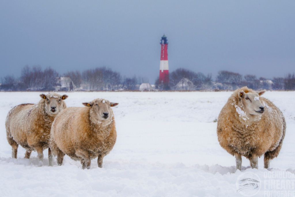 Januar | Björn Thiemann; Ogenblick.de; Fotografie; Photograph; Landscape, Pellworm, Schleswig-Holstein; Inselfotograf; Inselfotografien; Wattenmeer; National-Park; Naturschutzgebiet; Leuchtturm; Lighthouse; Leinwandbilder; Kalender; Pellworm Kalender;  - Realisiert mit Pictrs.com