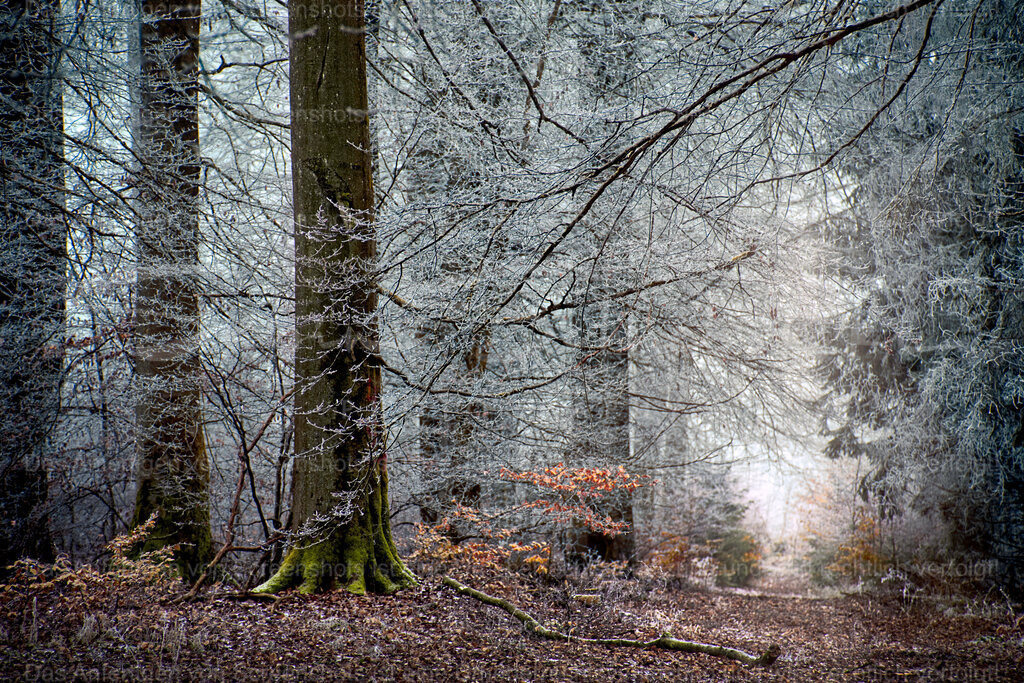 Waldspaziergang im Winter | People- und Tierfotografie, Imageaufnahmen, Veranstaltungsfotografie und Wandbilder aus der Natur ★ Made in Germany ✔️ Druck + Downloads ✔️ Naturfotografie in Top Qualität ★ schneller Versand, weltweite Lieferung! - Realisiert mit Pictrs.com