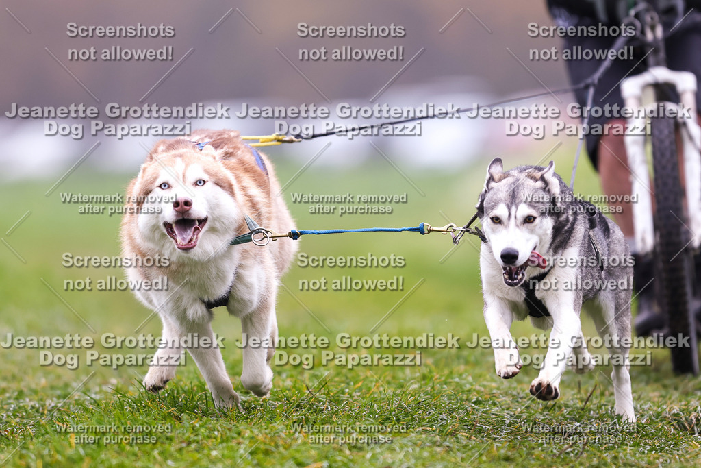 Dog Paparazzi - Visbeck 25 -120 | Dog Paparazzi Jeanette Grottendiek Fotografie & Videografie - Realisiert mit Pictrs.com