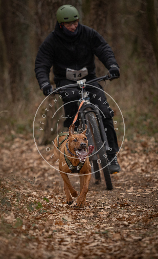 Pfotenfotografie_DV3A7033 | Hundefotografie, Tierfotograf, Pfotenfotografie, Fotoshooting Hund, Hunde Portrait, Hundesport, Hundeportraits, Heideshooting, Hunde, Sportfotograf, Hundefotograf, Turnierhundsport, THS,  - Realisiert mit Pictrs.com