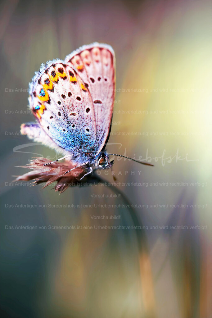 Regenbogernfalter | Ein Bläuling Schmetterling sitz auf einem Grashalm vor einem bunten Hintergrund aus Regenbogenfarben - Realisiert mit Pictrs.com