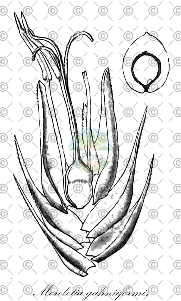 HistAbb_wfo-0000369726_1_ENZY_Simple | Historische Abbildung von Morelotia gahniiformis - Cyperaceae | Historical Illustration of Morelotia gahniiformis - Cyperaceae