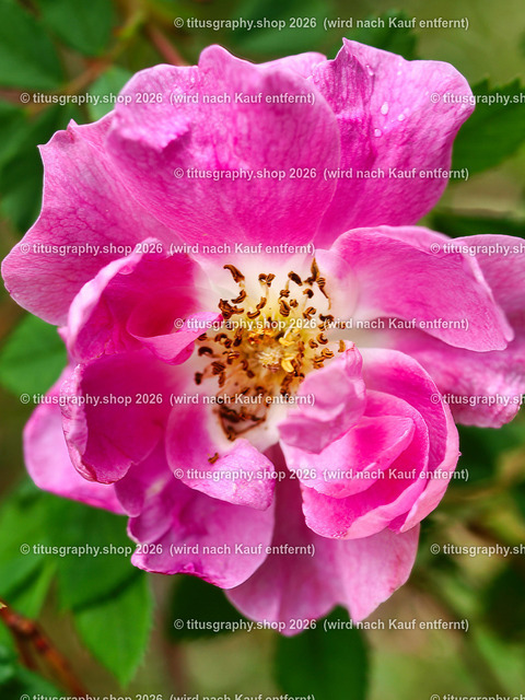 titusgraphy_P6080341-vz-ln | OLYMPUS DIGITAL CAMERA - Realisiert mit Pictrs.com