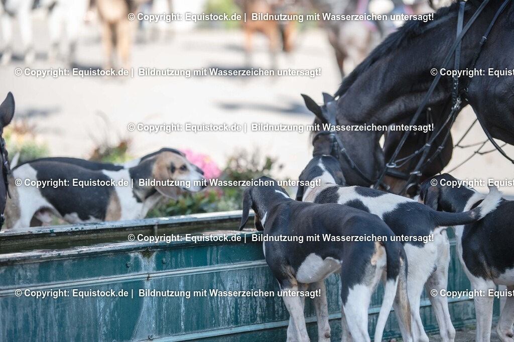 20251011_Jagd-Marbach_0634 | Foto: Thomas Hartig