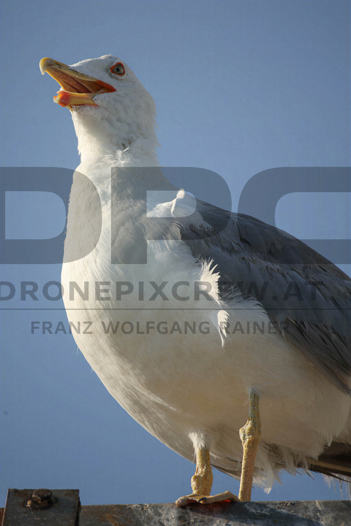 Yellow-legged Gull (Larus michahellis) | Yellow-legged Gull (Larus michahellis), a large gull species commonly found along Mediterranean coasts, rocky shorelines, harbours and coastal areas. - Realisiert mit Pictrs.com