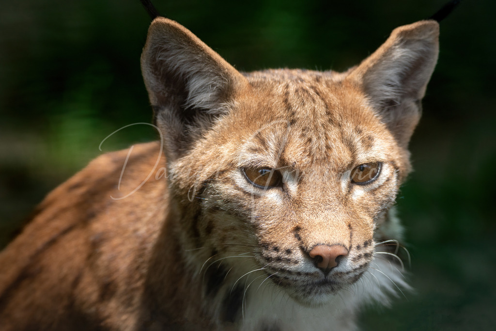 Luchs | Portrait von einem Luchs
