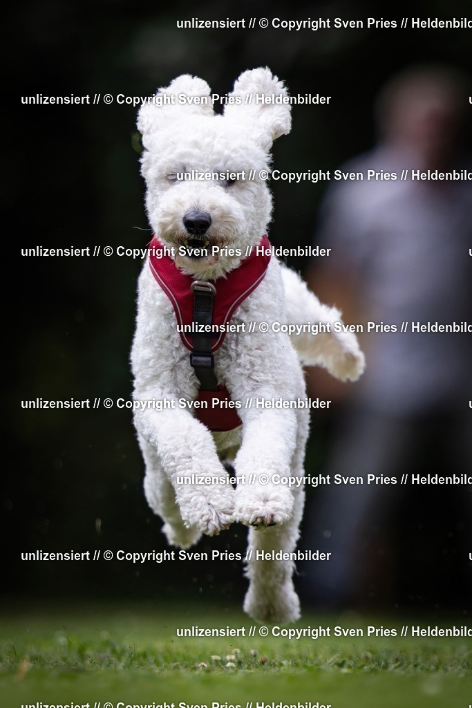 Sven Pries | 19. Allgemeines Hunderennen Karlsruhe Durlach - Realisiert mit Pictrs.com