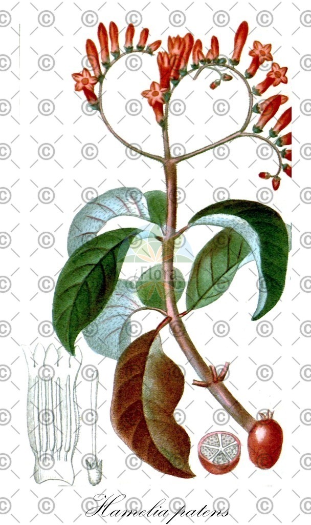 HistAbb_EMP_65099_SRC_Schlechtendal_FLORAD_SIMPLE | Historische Abbildung von Hamelia patens - Rubiaceae | Historical Illustration of Hamelia patens - Rubiaceae