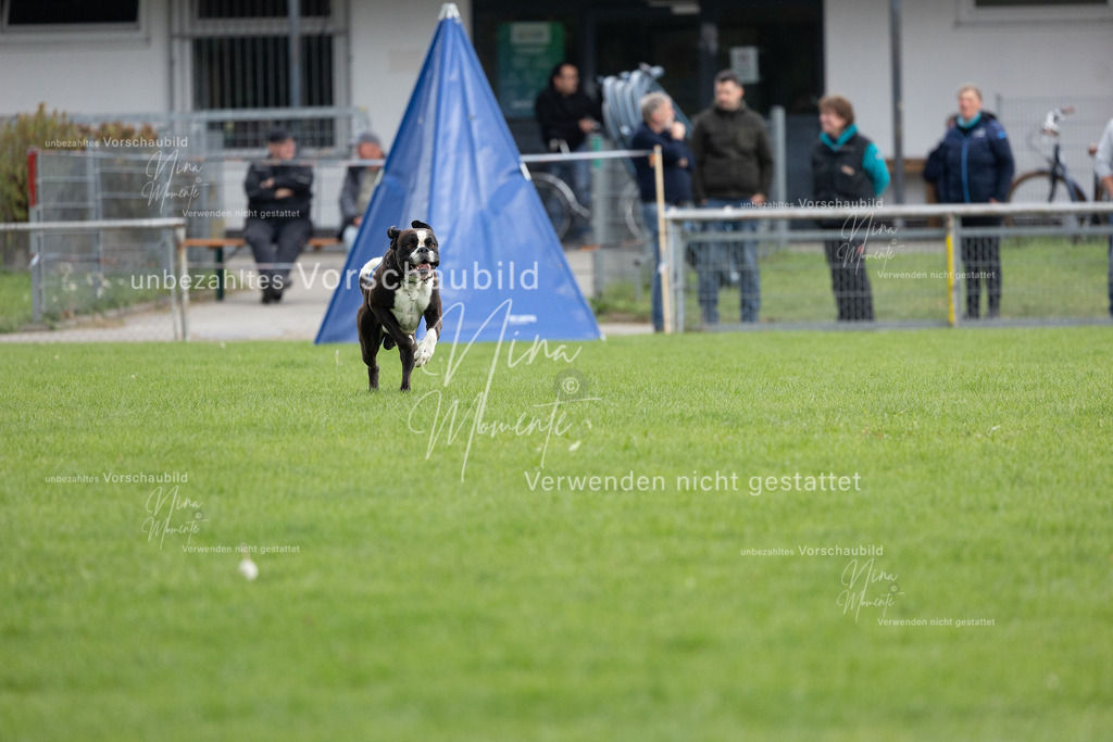 _16A7091 | Einzigartige Fotos von Hunden & Menschen –Actionfotos, Portraits, Vereinsaufnahmen & Paarshootings – authentisch, lebendig & mit Herz.