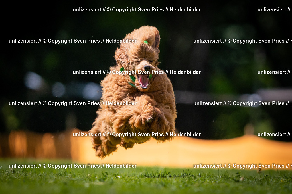 Sven Pries | 2025-08-10 - Hunderennen Durlach - Realisiert mit Pictrs.com