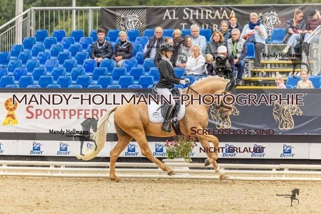 30-8-26 4j Hengste-180 | mandyhollmannphotographie