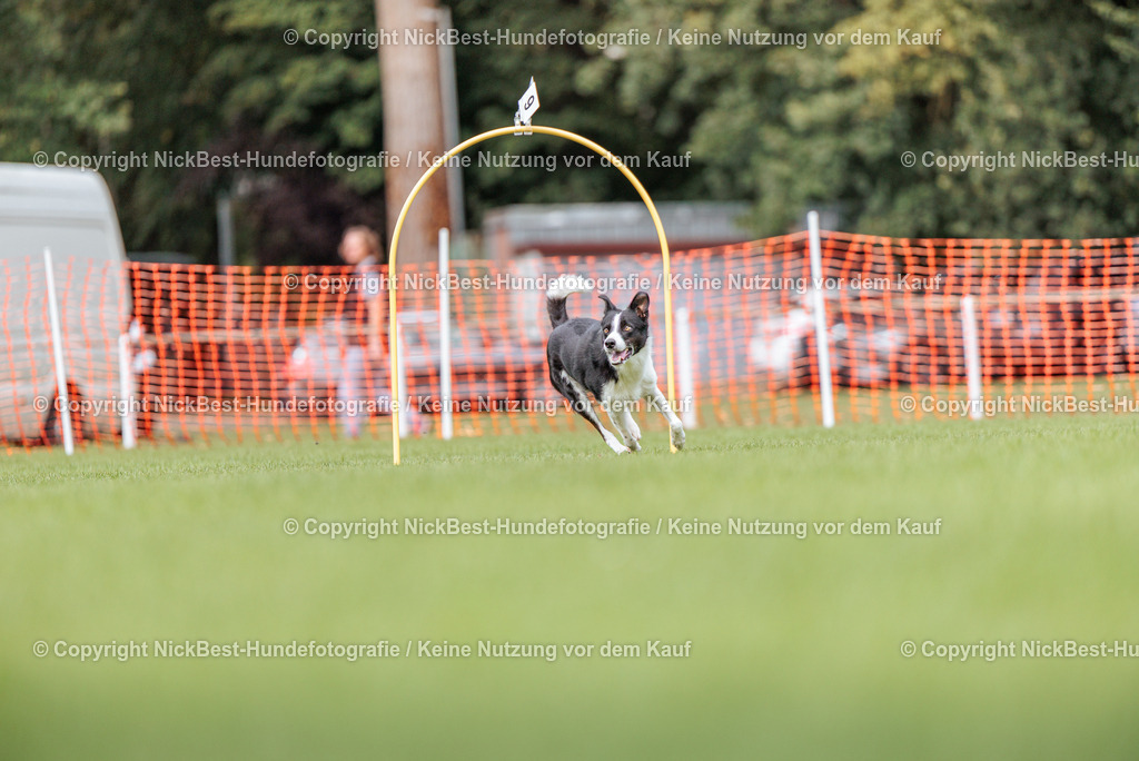 BSP Hoopers-H3-2026-Nickbest-Hundefotografie-TuS Komet Arsten e.V.-2964 | Dein Hund! Dein Moment! Deine Erinnerungen! Hundefotografie in Bremen Blumenthal. Ich fange die besonderen Momente deines Vierbeiners ein – ob Indoor mit Blitzanlage oder in der freien Natur. Sicher dir dein Moment und dein Termin für eure Erinnerungen.