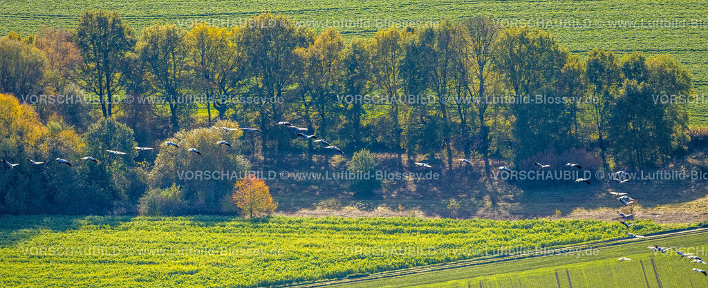 Bochum221100095 | Luftbild, Kraniche über Wiesen und Felder, Gerthe, Bochum, Ruhrgebiet, Nordrhein-Westfalen, Deutschland