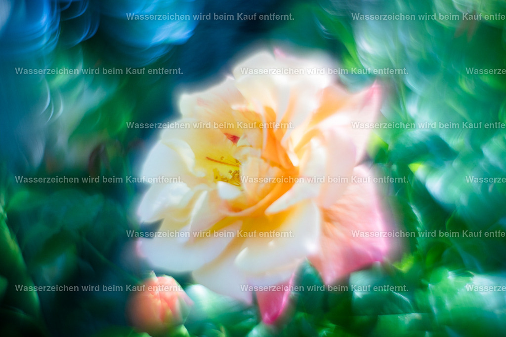 Erblühe | Die Botschaft zum Bild lautet: Die Rose hatte die Urinformation zu blühen, so wunderschön mit verschiedenen Farben, das in die Welt zu bringen und die Welt strahl zurück. Du hast die Urinformation in dir zu blühen und zu strahlen in all deinen Farben. Nutze die Energie dieses Bildes für dein Strahlen.