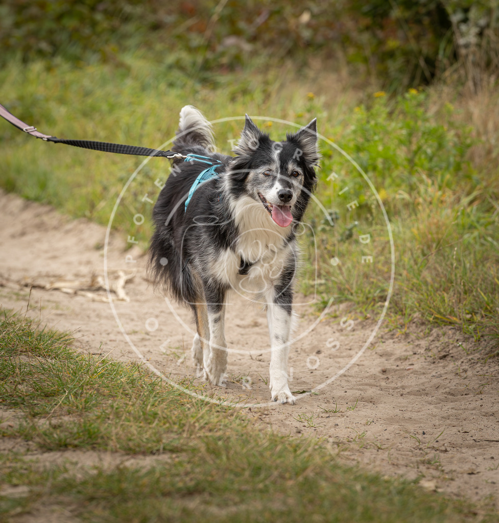Pfotenfotografie_DV3A7612 | Hundefotografie, Tierfotograf, Pfotenfotografie, Fotoshooting Hund, Hunde Portrait, Hundesport, Hundeportraits, Heideshooting, Hunde, Sportfotograf, Hundefotograf, Turnierhundsport, THS,  - Realisiert mit Pictrs.com