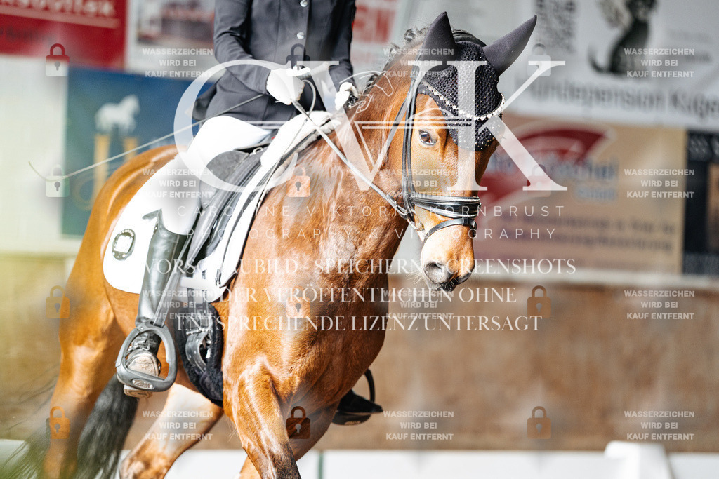 CK901987 | Turnierfotografie Pferdefotografie Trier Rheinland-Pfalz Pferdesport Reitsport Tierfotografie Sportfotografie Pferdevideo Pferdevideografie Equestrianvideography equestrianphotography  - Realized with Pictrs.com