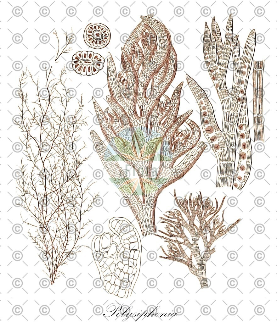 HistAbb_wfo-1000024264_1_ENZY_Simple | Historische Abbildung von Polysiphonia - Rhodomelaceae (0) | Historical Illustration of Polysiphonia - Rhodomelaceae (0)