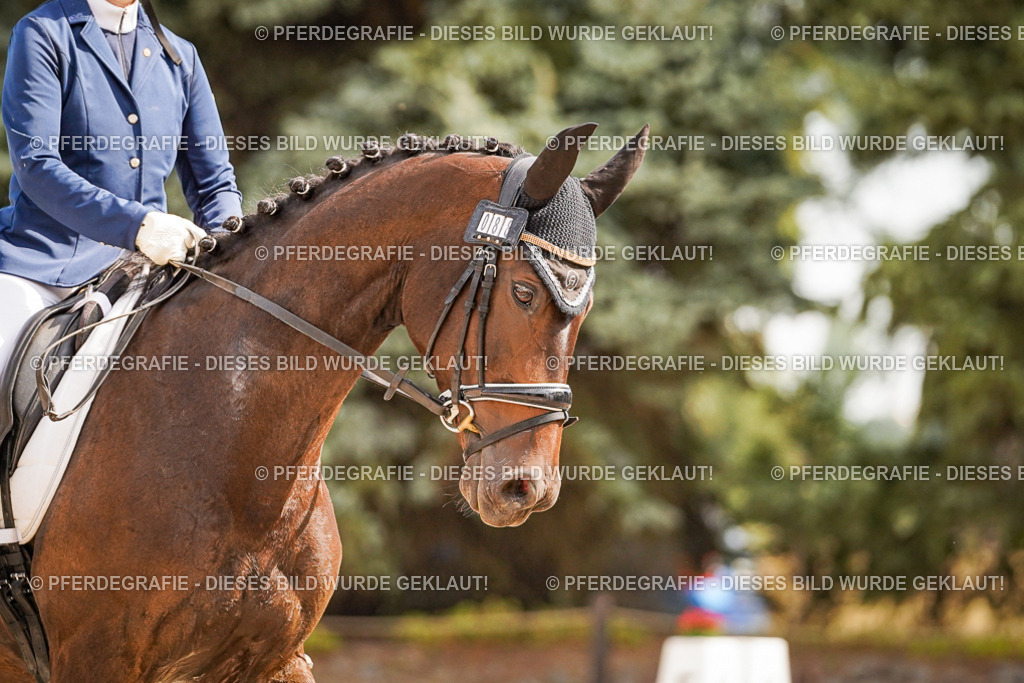 DSC01375 | Pferdegrafie