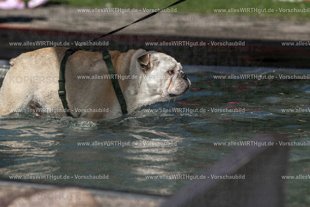 Hundeschwimmen_Volksbad_2026-allesWIRTHgut_Tierfotografie-2609061255-FAY06620 | Professionelle Tierfotografie in Mönchengladbach von Daniel Wirth (allesWIRTHgut). Liebevolle & natürliche Bilder von Hunden & Katzen für unvergessliche Erinnerungen.