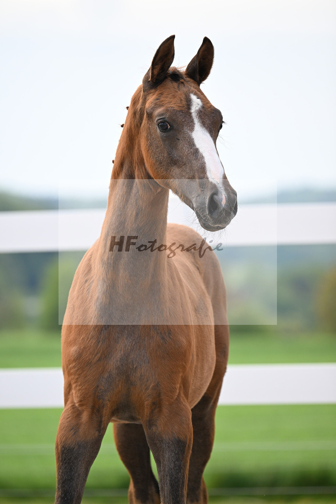 Kat-Nr. 49 SF Proud James x Christ_Drews Reutalmuehle_23260359 | hf-fotografie - Realizzato con Pictrs.com