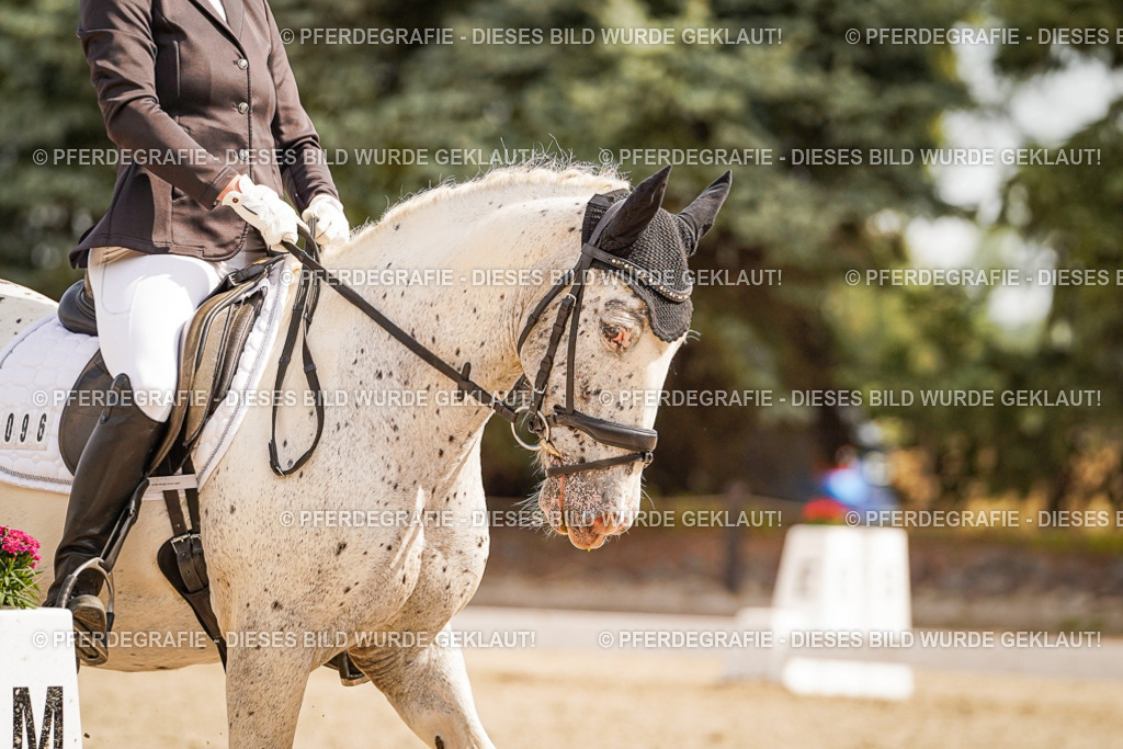 DSC01493 | Pferdegrafie