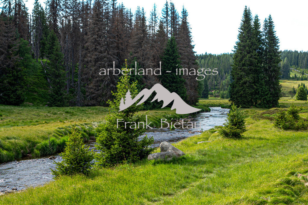 IMG_7121 | die noch junge Moldau fließt durch den Böhmerwald