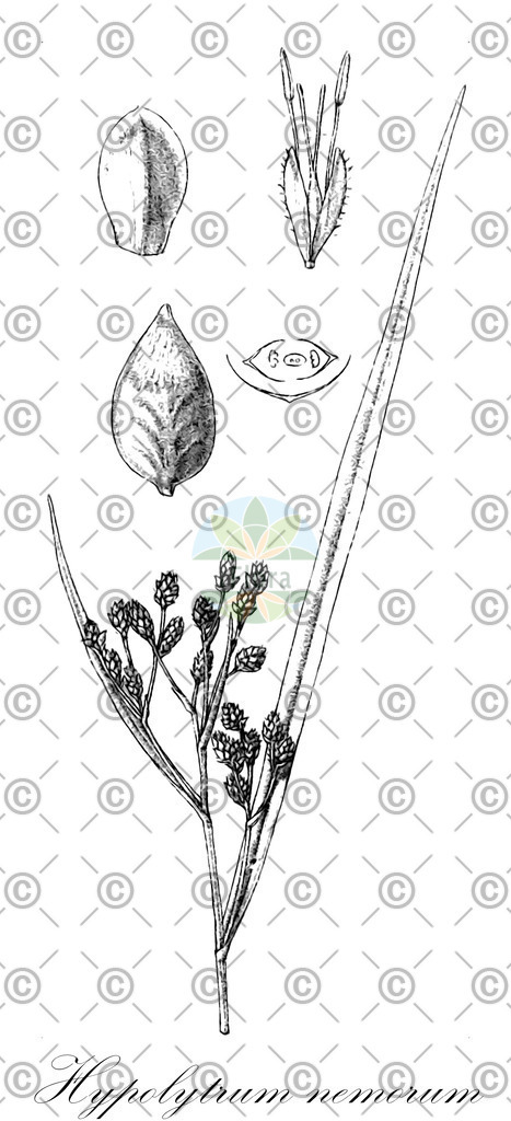 HistAbb_wfo-0001214430_1_ENZY_Simple | Historische Abbildung von Hypolytrum nemorum - Cyperaceae | Historical Illustration of Hypolytrum nemorum - Cyperaceae