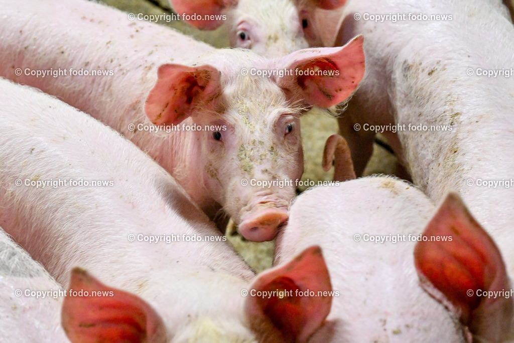 Landwirtschaft_ Schweinebauer_ 07.02.2024-17 | 07.02.2024, Obernberg am Inn, AUT, Landwirtschaft, Schweinebauer, im Bild Schweine, Schweinestall, Aufzucht, Stall, Boden, Spaltboden, Hausschwein, Mastschwein, Schweinemastbetrieb, Mast, maesten, Stallhaltung, Tiere, Saeugetiere, Nutztiere, Schweineproduktion, Fleisch, Produktion