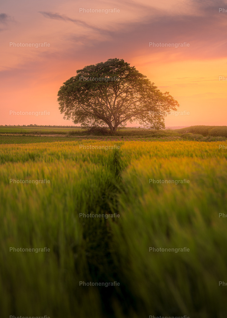 Felder | Photonengrafie´s Shop - Realisiert mit Pictrs.com