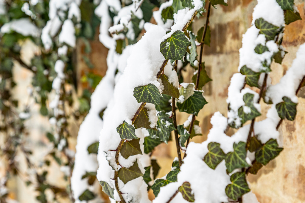 _ 3382_WINTER26_7978 | WInteraufnahmen Loosdorf 2026