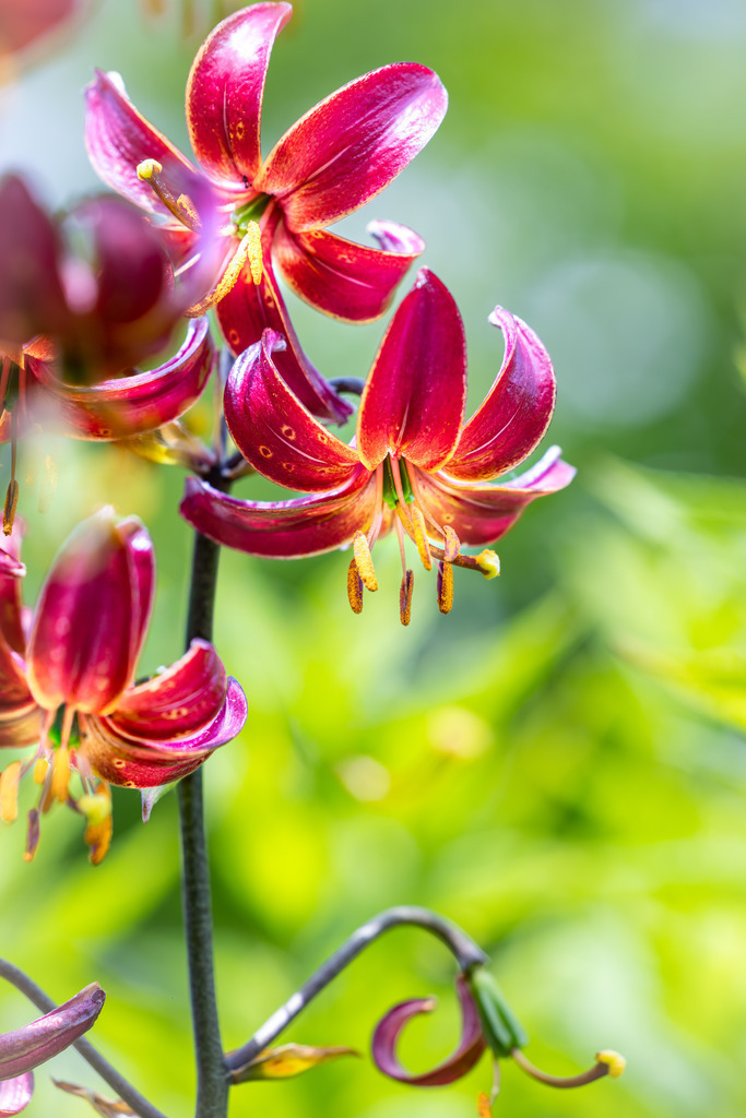 Blühende Lilien | Blühende Lilien mit einer schönen Verlaufsfärbung.