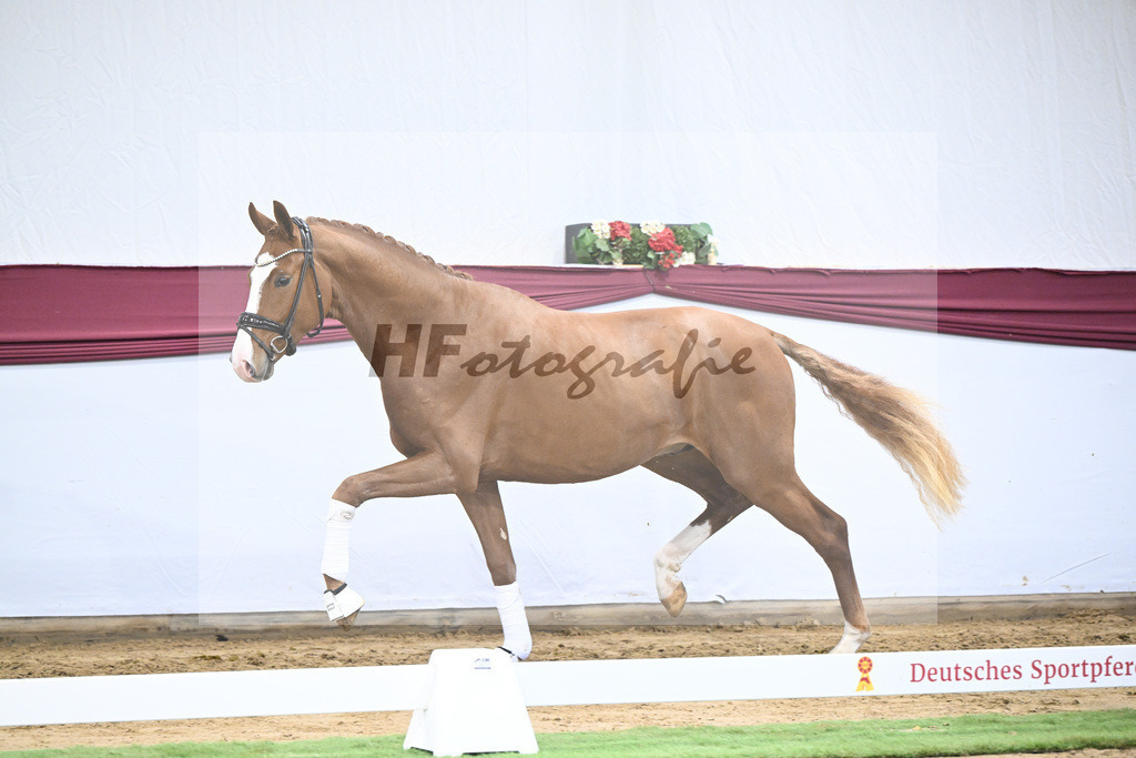 Kat-Nr. 24 Escanto PS x Feinrich_Tobias Sesselmann u Lea Dressel_47250760 | hf-fotografie - Realisiert mit Pictrs.com