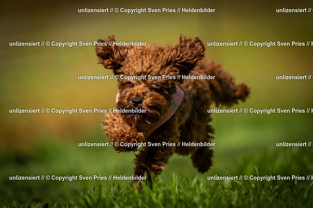 Sven Pries | 2025-04-13 - Hunderennen Baden-Baden - Realisiert mit Pictrs.com