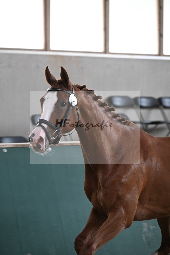 Kat-Nr. 17 Hedda v. Hickstead White_Maier_27150174 | hf-fotografie - Realizzato con Pictrs.com