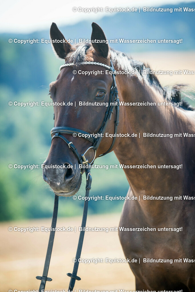 20150806_fischer_Tamarindo_0002 | equistock