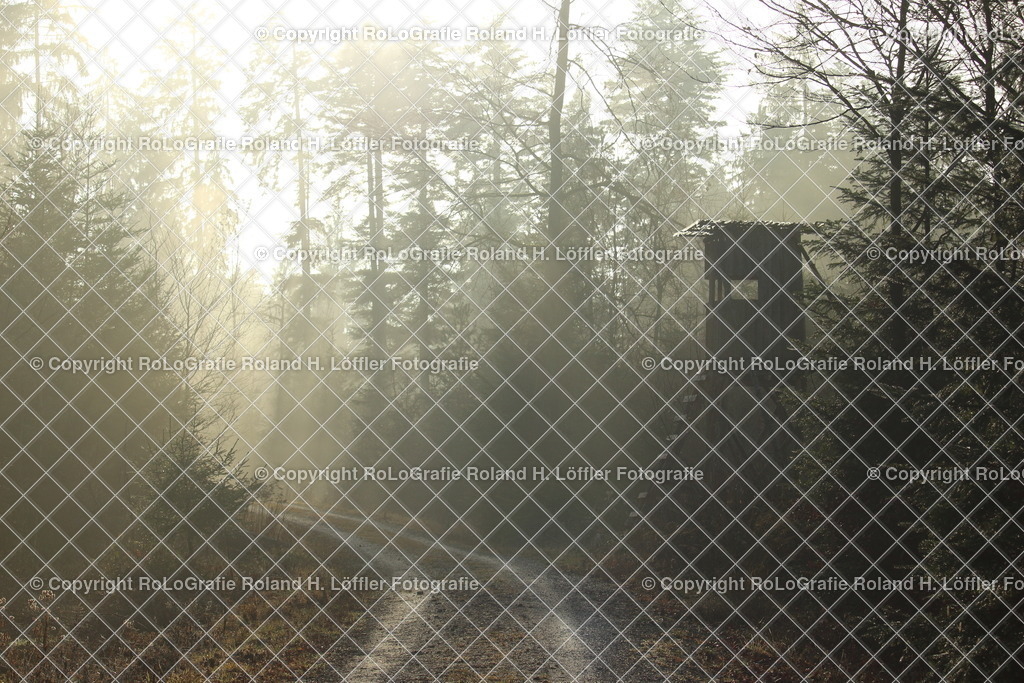 Mystisch-03-F | Der Nebel im Wald durchzogen von Sonnenstrahlen erzeugt ein mystisches Bild. - Realisiert mit Pictrs.com