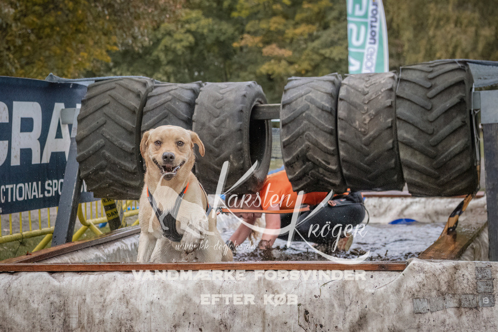 1645_ZZ94062 | kk-dogfotos