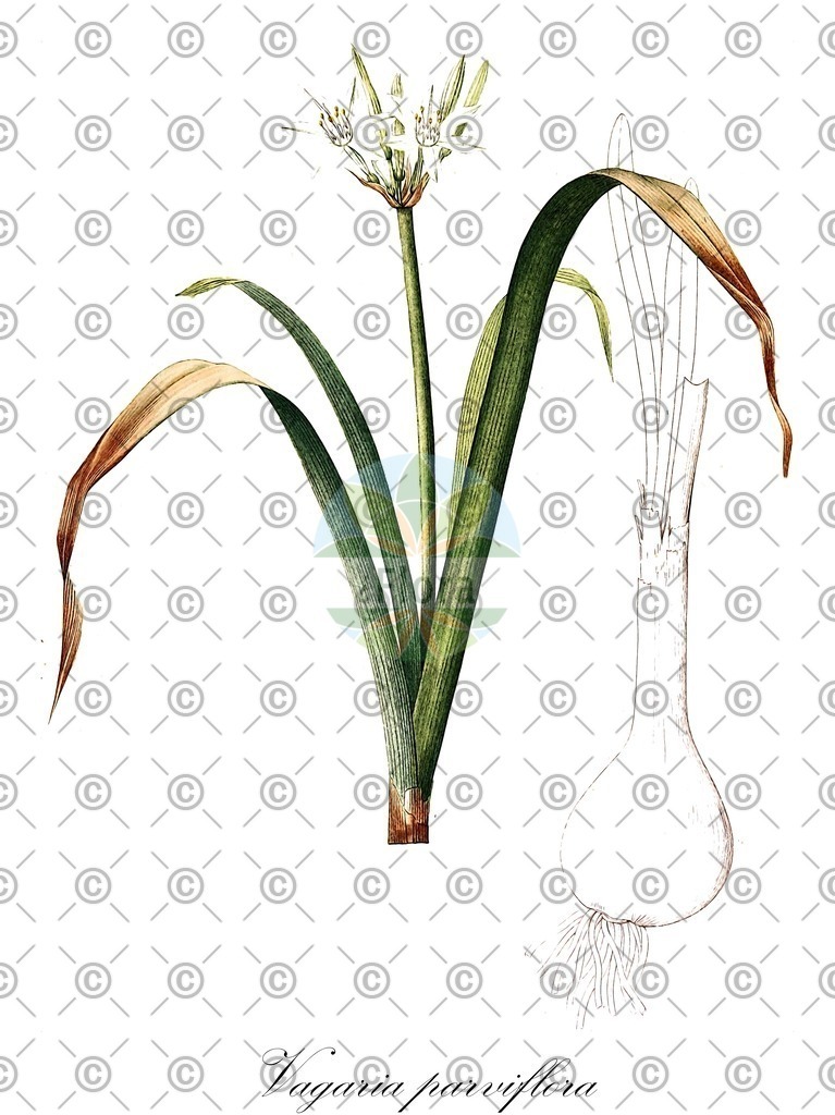 HistAbb_wfo-0001135759_1_ENZY_Simple | Historische Abbildung von Vagaria parviflora - Amaryllidaceae | Historical Illustration of Vagaria parviflora - Amaryllidaceae