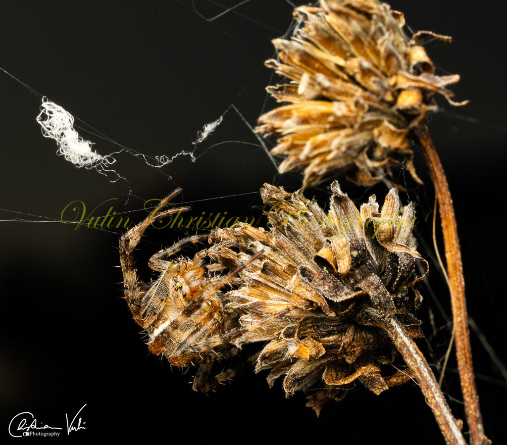 MN 5 | Christian Vulin  - Realisiert mit Pictrs.com