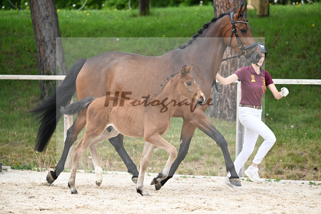 Kat-Nr. 32 HF Chelici Orange x High Level_Heinzelmann_24260898 | hf-fotografie - Realisiert mit Pictrs.com